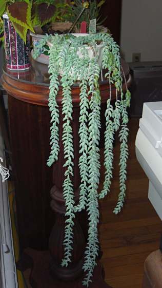 Sedum Morganianum - Lambs Tail