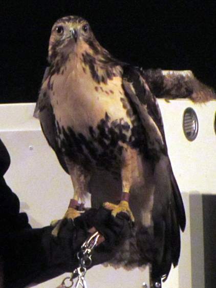 Red Tailed Hawk - in hand
