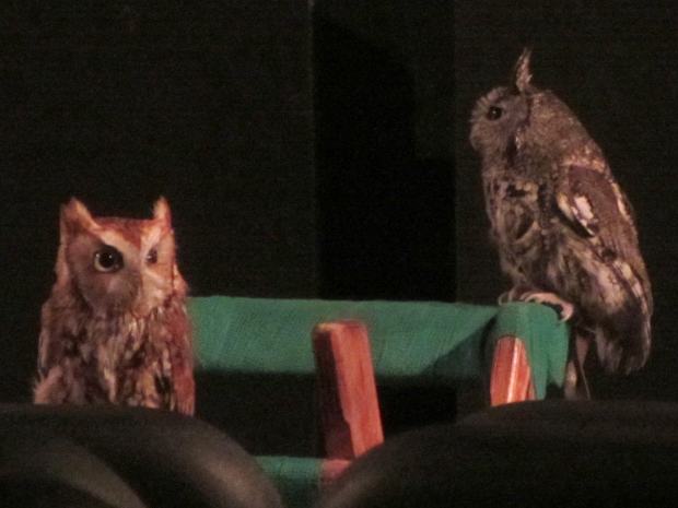 Screech Owls - on stand