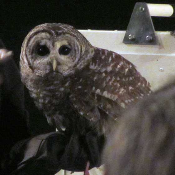 Barred owl - eye contact