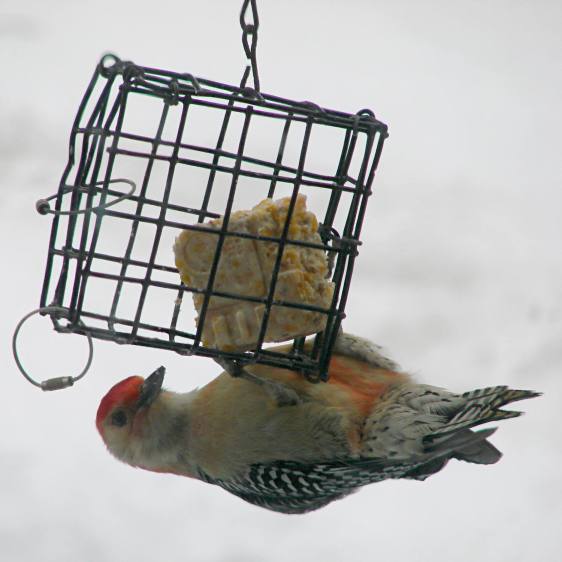 Red-bellied Woodpecker - suet feeder