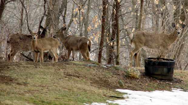 Deer Herd - main