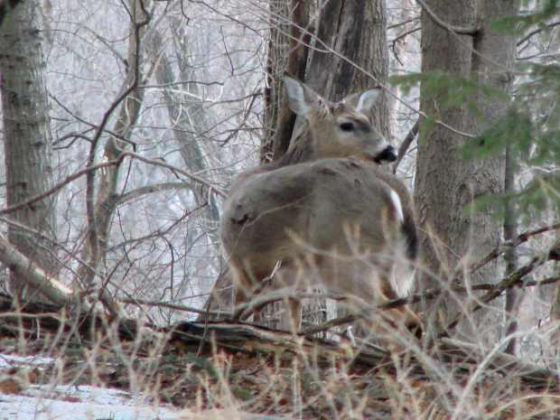 Deer Herd - outlier