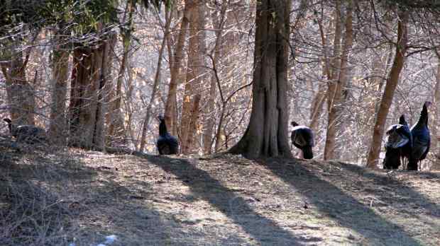 Turkey flock - 0