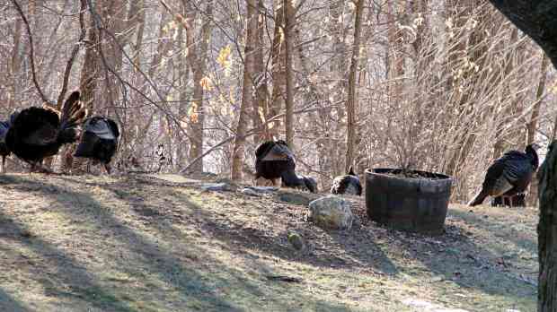 Turkey flock - 2