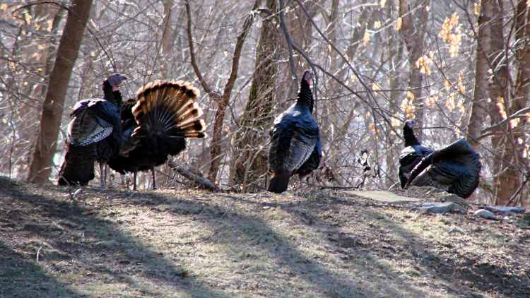 Turkey flock - 1