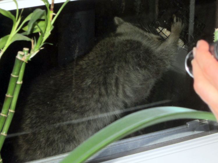 Raccoon on suet feeder