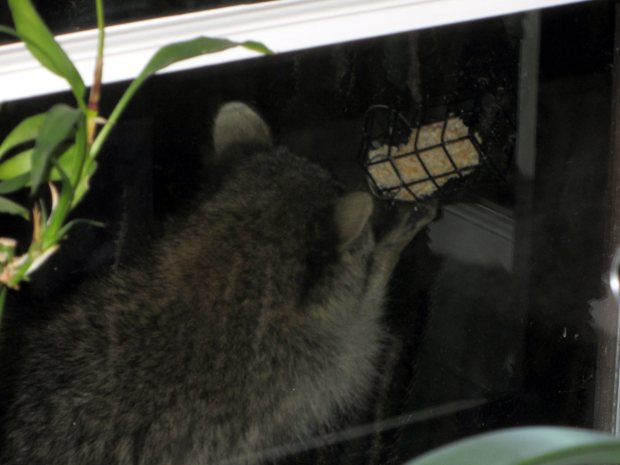 Raccoon on suet feeder