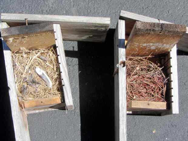 Bird box cleanout - old nests