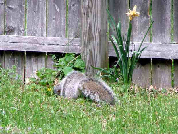 Mother squirrel and pup - 1