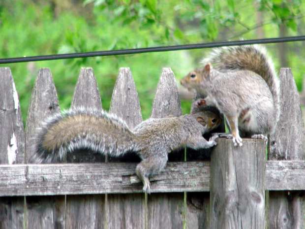 Mother squirrel and pup - 2
