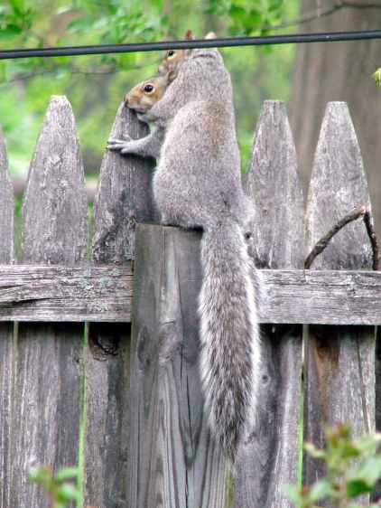 Mother squirrel and pup - 3