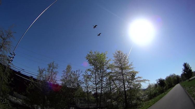 Canada Geese over DCRT