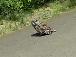 MAH00389-0548 - Barred Owl on DCRT - 2 - detail