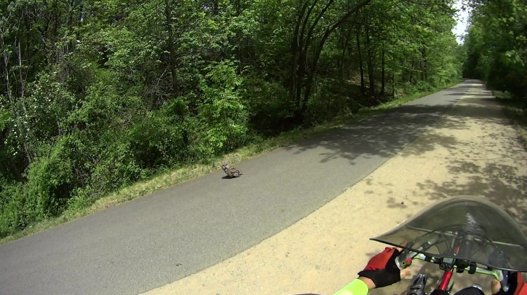 MAH00389-0548 - Barred Owl on DCRT - 2