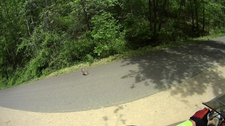 MAH00389-0548 - Barred Owl on DCRT - 3