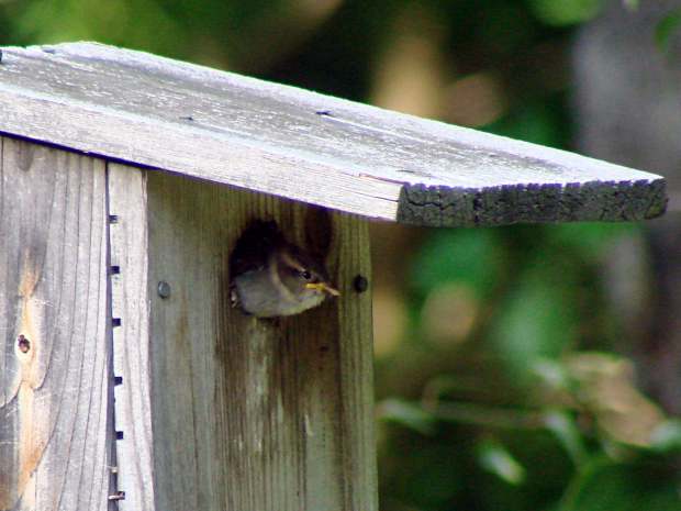 Sparrow fledgling watching the world