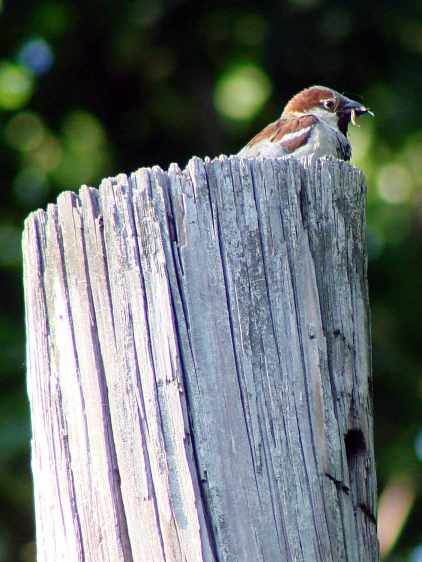 Male sparrow with insect