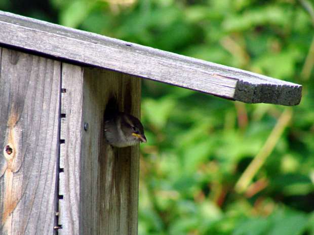Sparrow fledgling looking tired