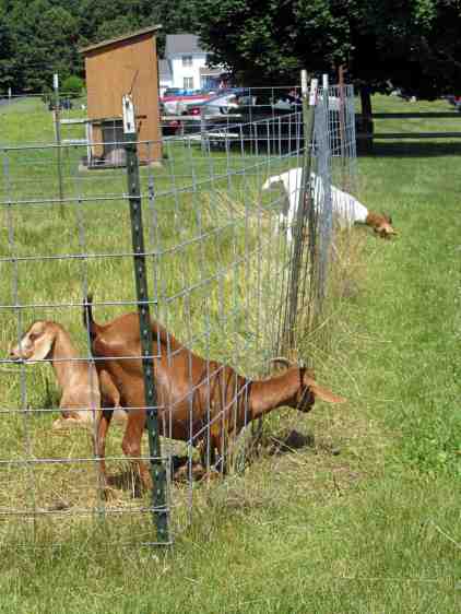 Goats vs. fence - green grass