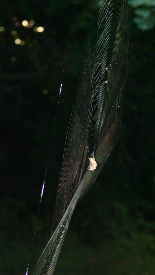Orb weaving spider - warped web