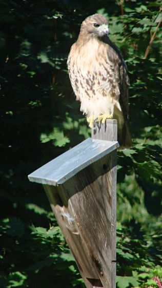 Hawk on bird box