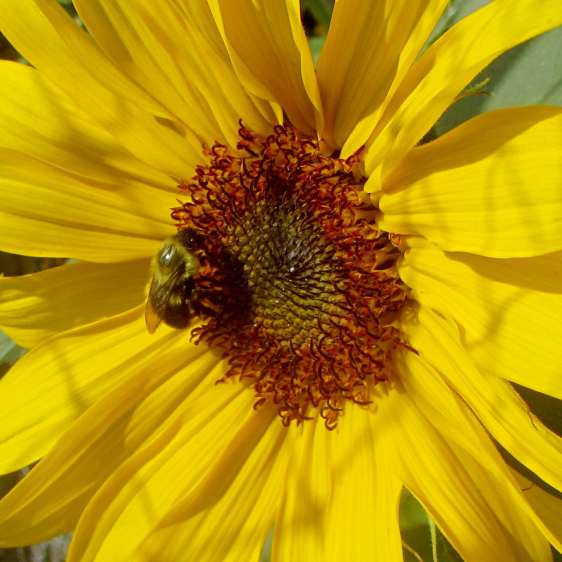 Sunflower with bumblebee - detail