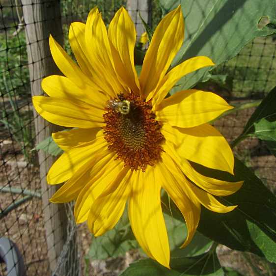 Sunflower with bumblebee