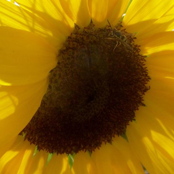 Sunflower with wasp
