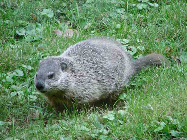 Ground Hog - front