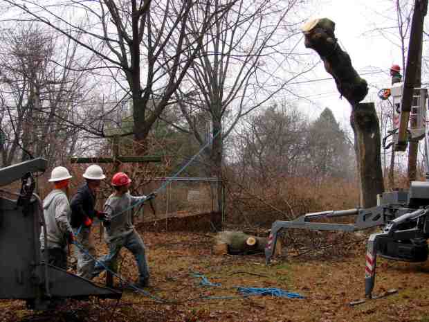 Treecutting - trunk takedown