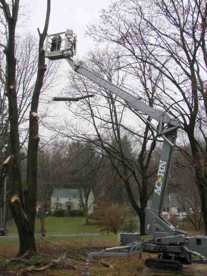 Treecutting - 76 ft manlift