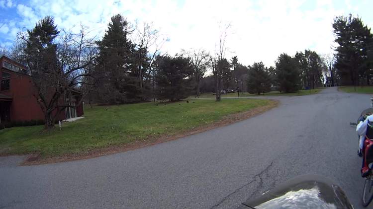 Fast Squirrel - 0258