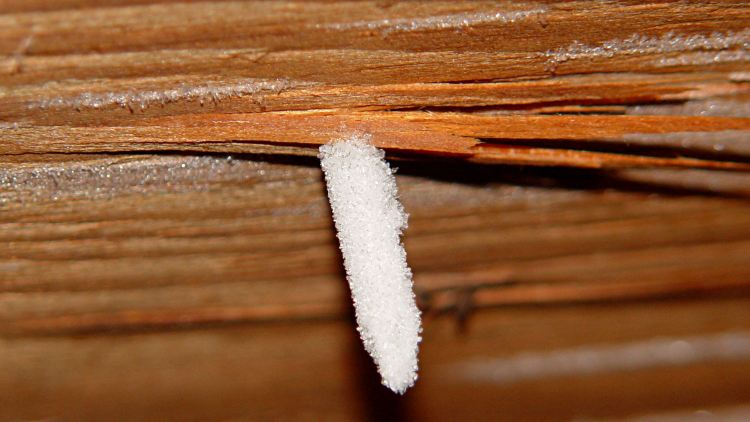 Roof Nail Frost - detail flash