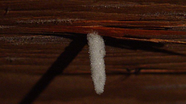 Roof Nail Frost - detail ambient