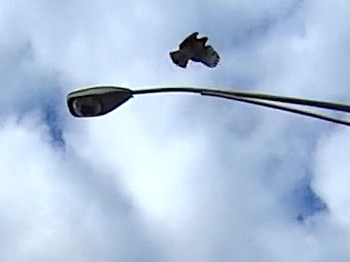 Hawk on Hooker 2015-12-26 - detail - 0248