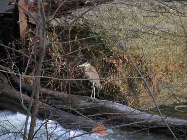 Heron at Red Oaks Mill Dam - spillway