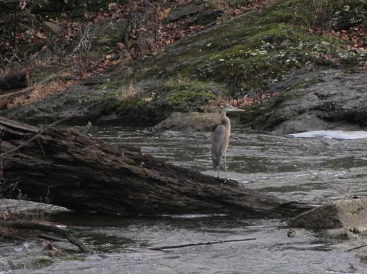 Heron at Red Oaks Mill Dam - midstream
