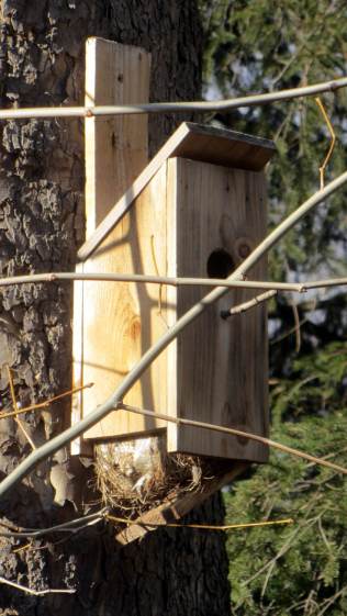 Self-cleaning bird nest box