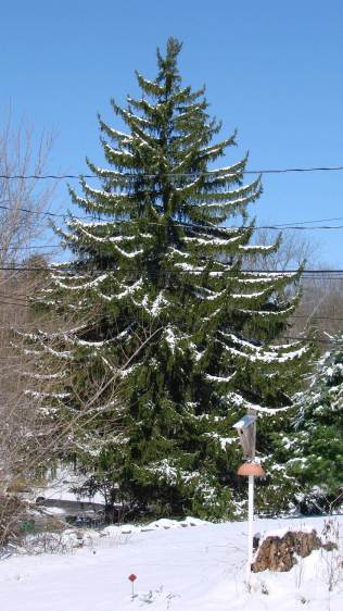 Norway Spruce  with April snow