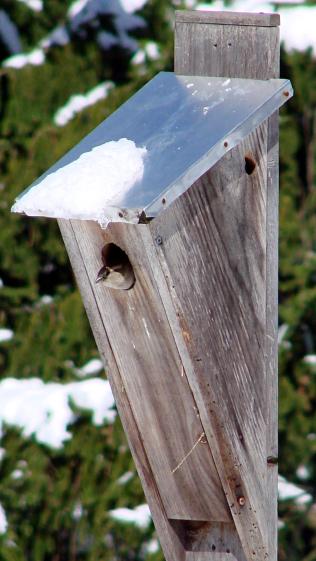 Sparrow - nest box in April snow