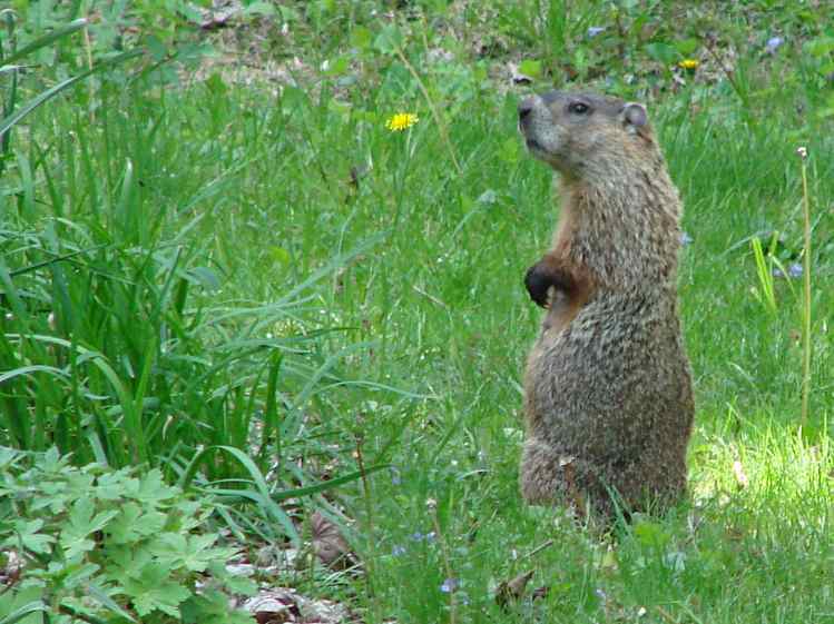 Groundhog being suspicious