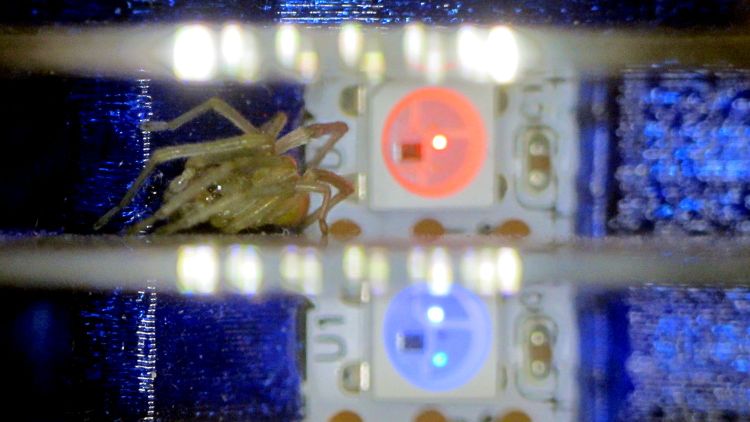 Hard Drive Mood Light - failed LED with spider - white