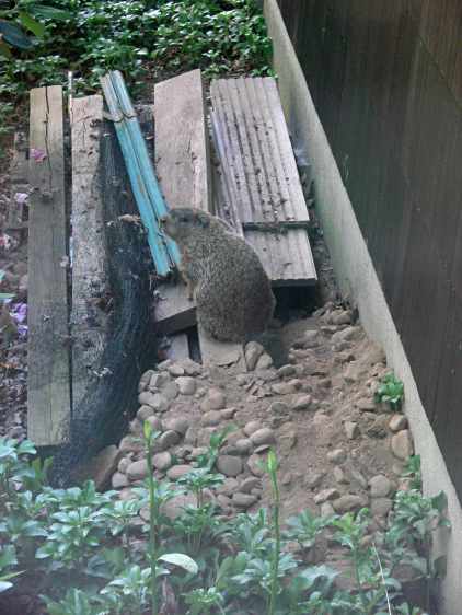 Groundhog at garage burrow - cobbles