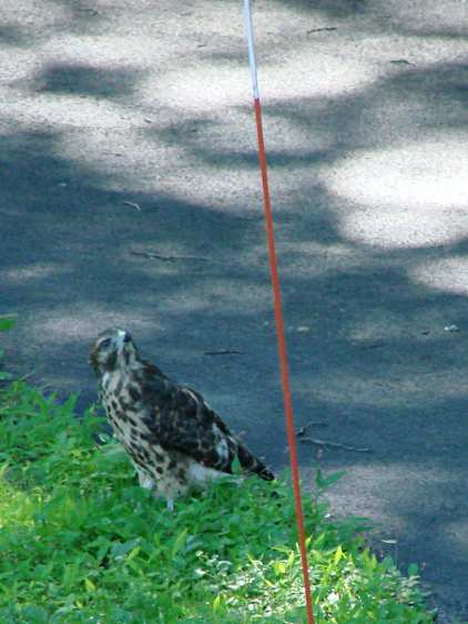 New Hawks - parent overhead
