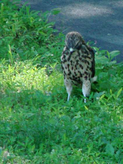 New Hawks - curiosity