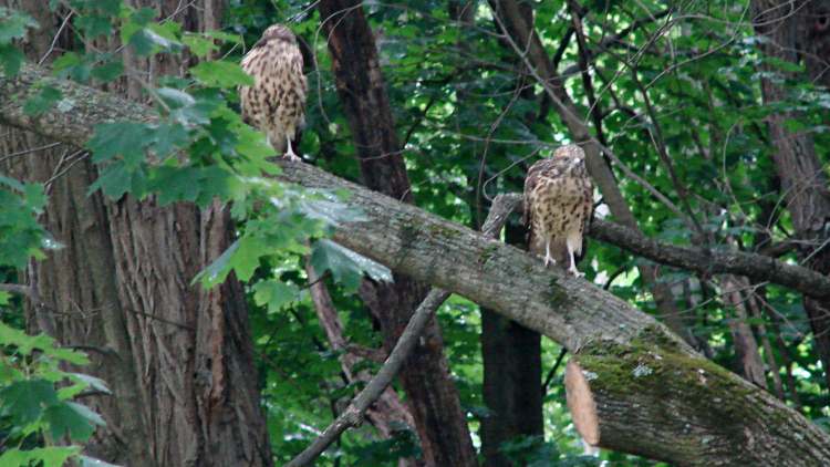 New Hawks - companions