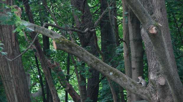 New Hawks - curious squirrel