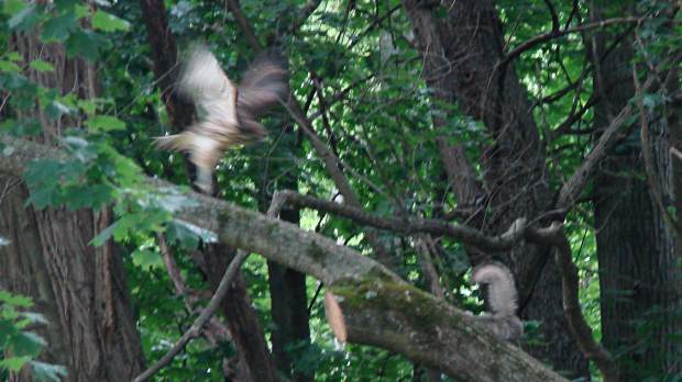 New Hawks - vs New Squirrel