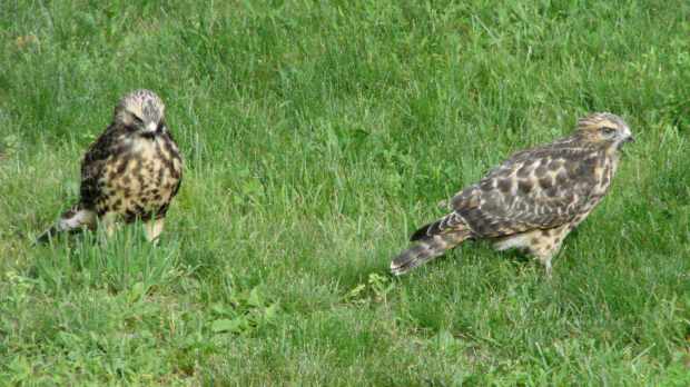 New Coopers Hawks - siblings